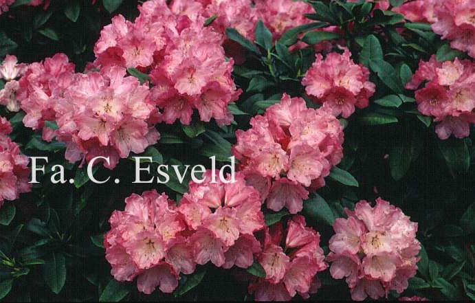 Rhododendron 'Belona'