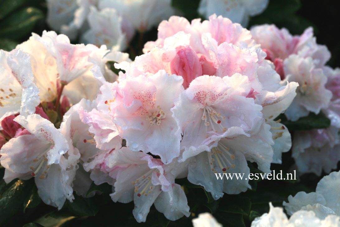Rhododendron 'Blanka'