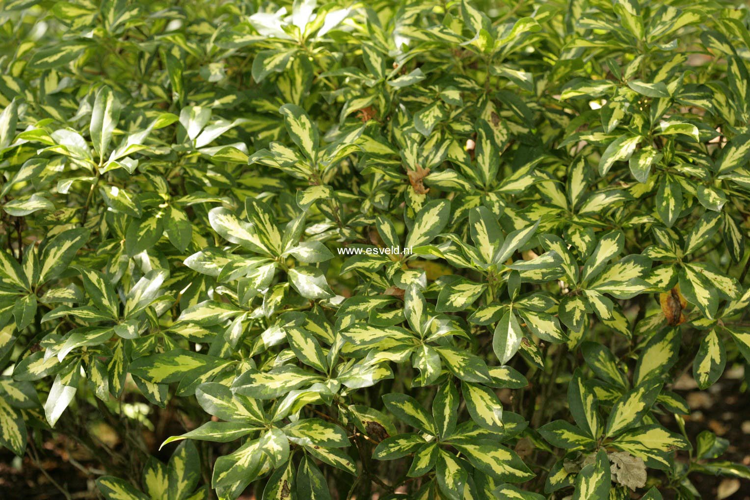 Rhododendron 'Blattgold'