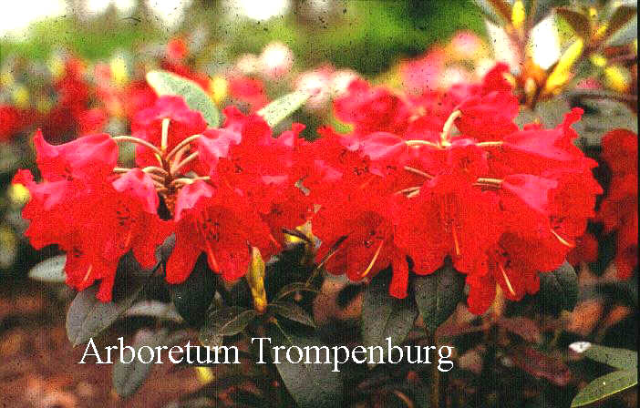 Rhododendron 'Blitz'