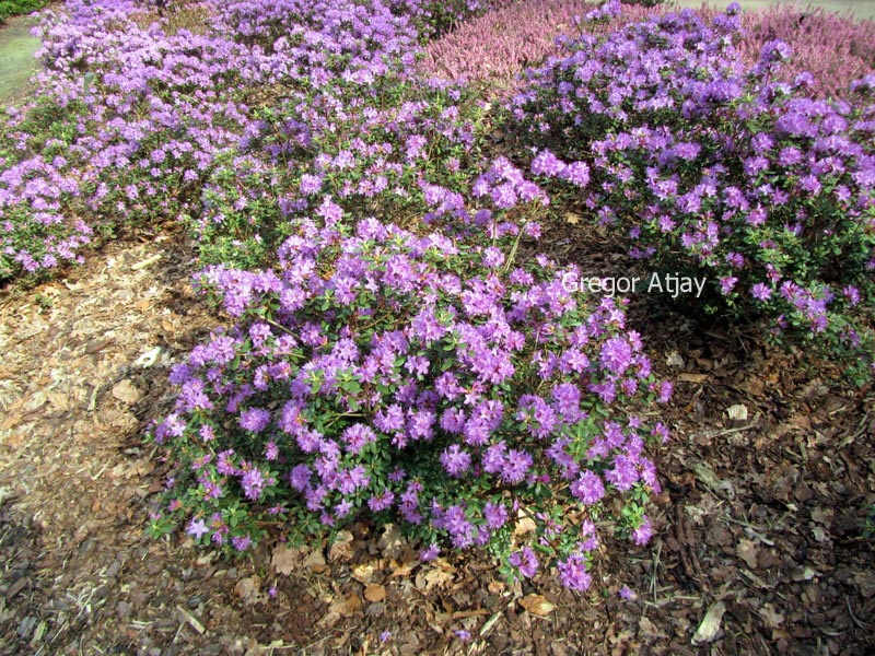 Rhododendron 'Blue Silver'