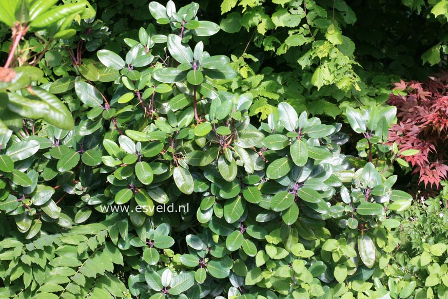 Rhododendron 'Blueshine Girl'