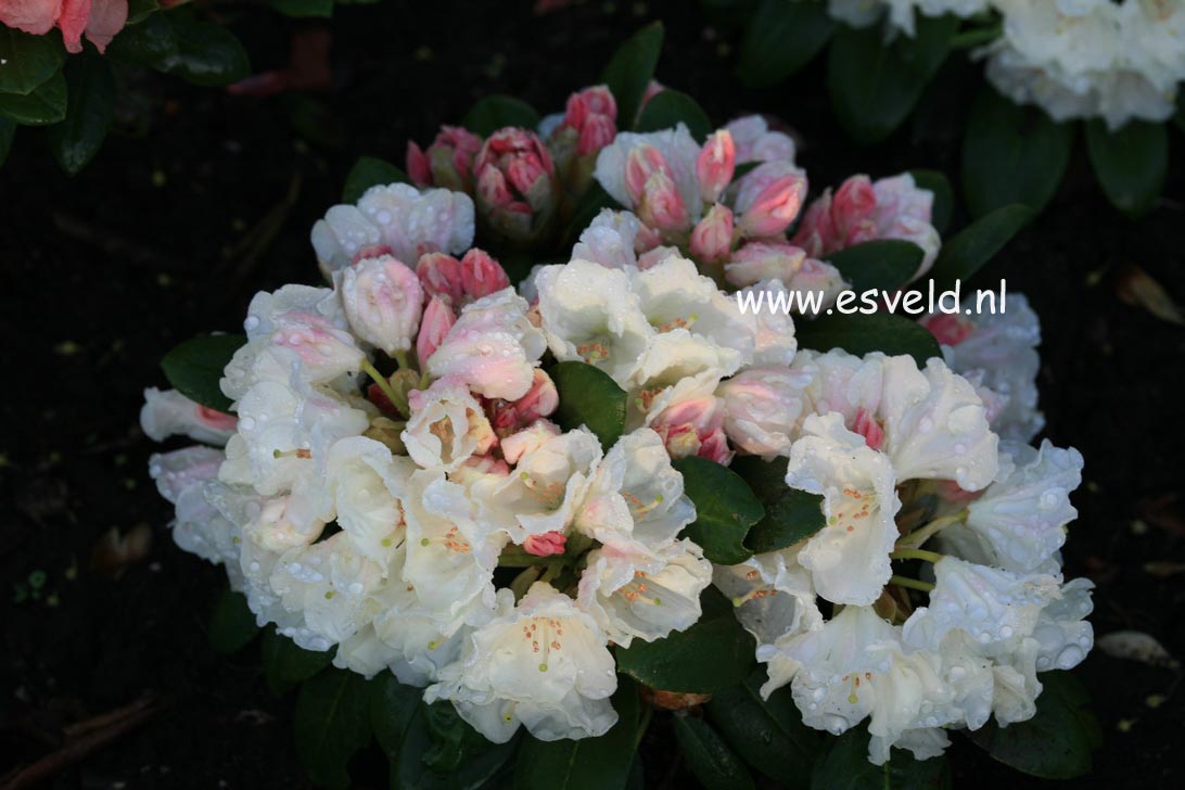 Rhododendron 'Bob Bovee'