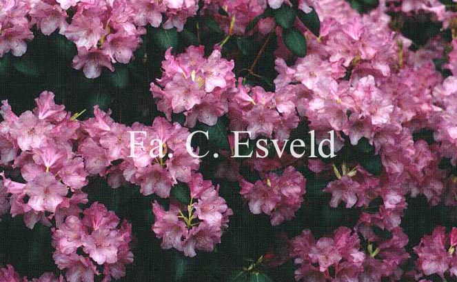 Rhododendron 'Boccia'