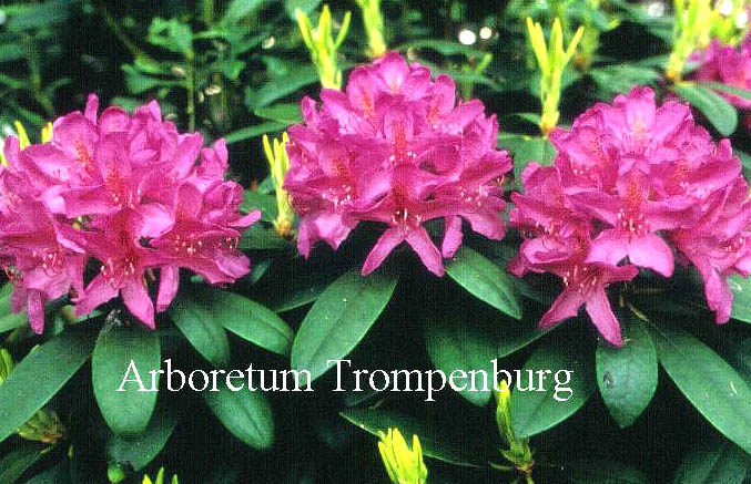 Rhododendron 'Boursault'