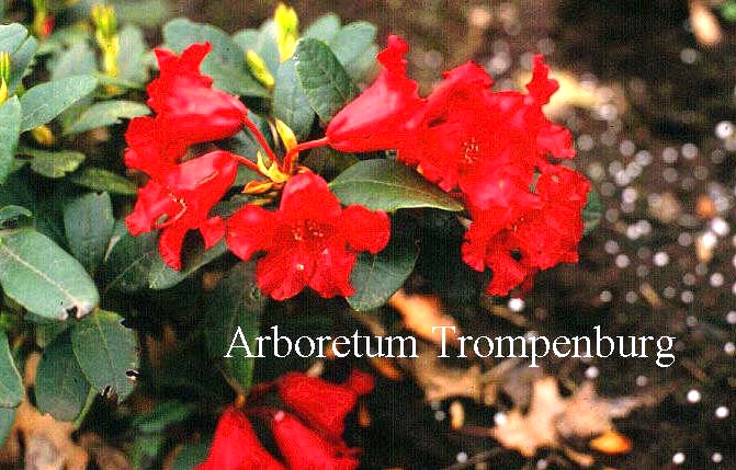 Rhododendron 'Brilliant'