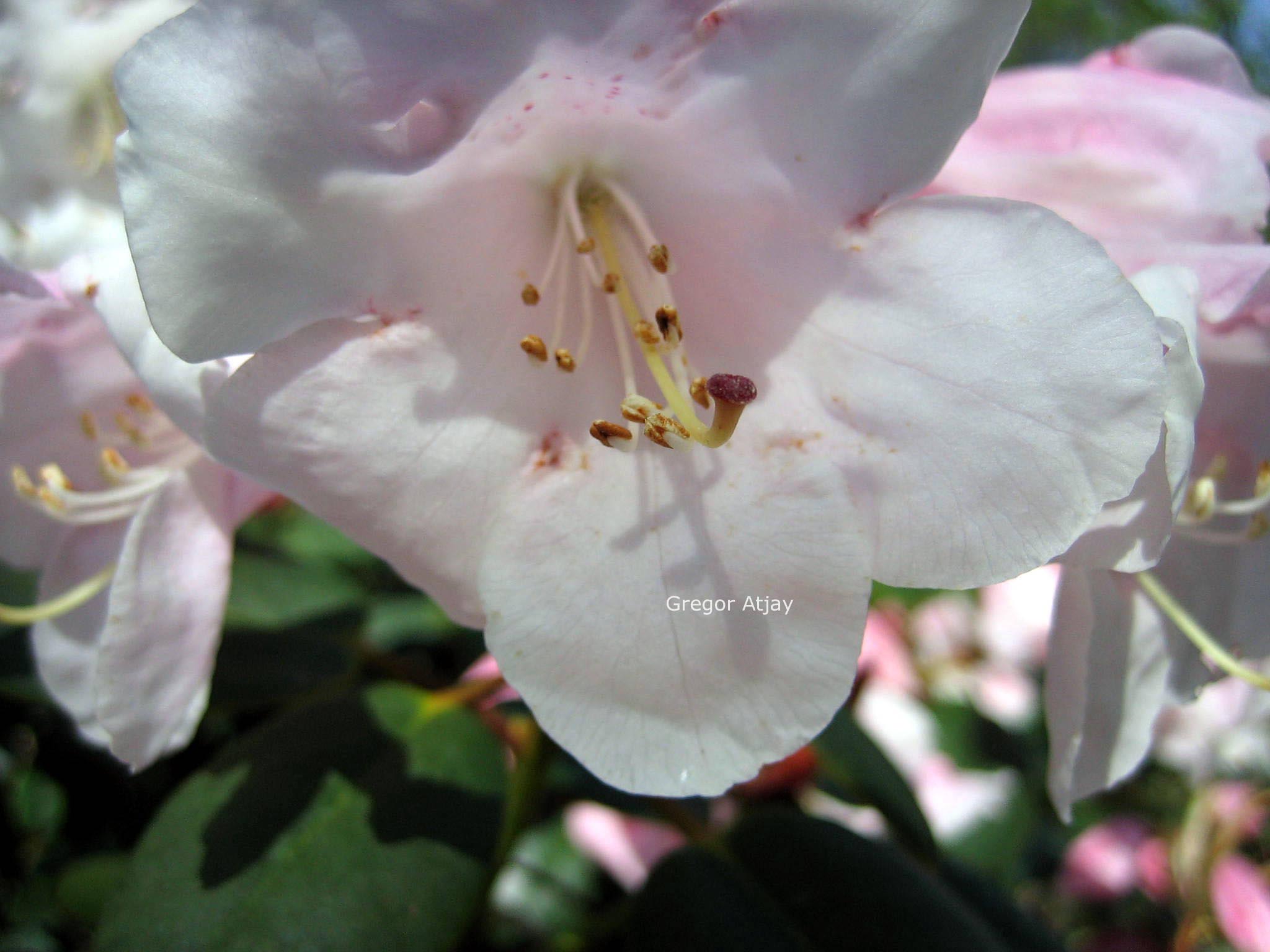 Rhododendron 'Brocade'