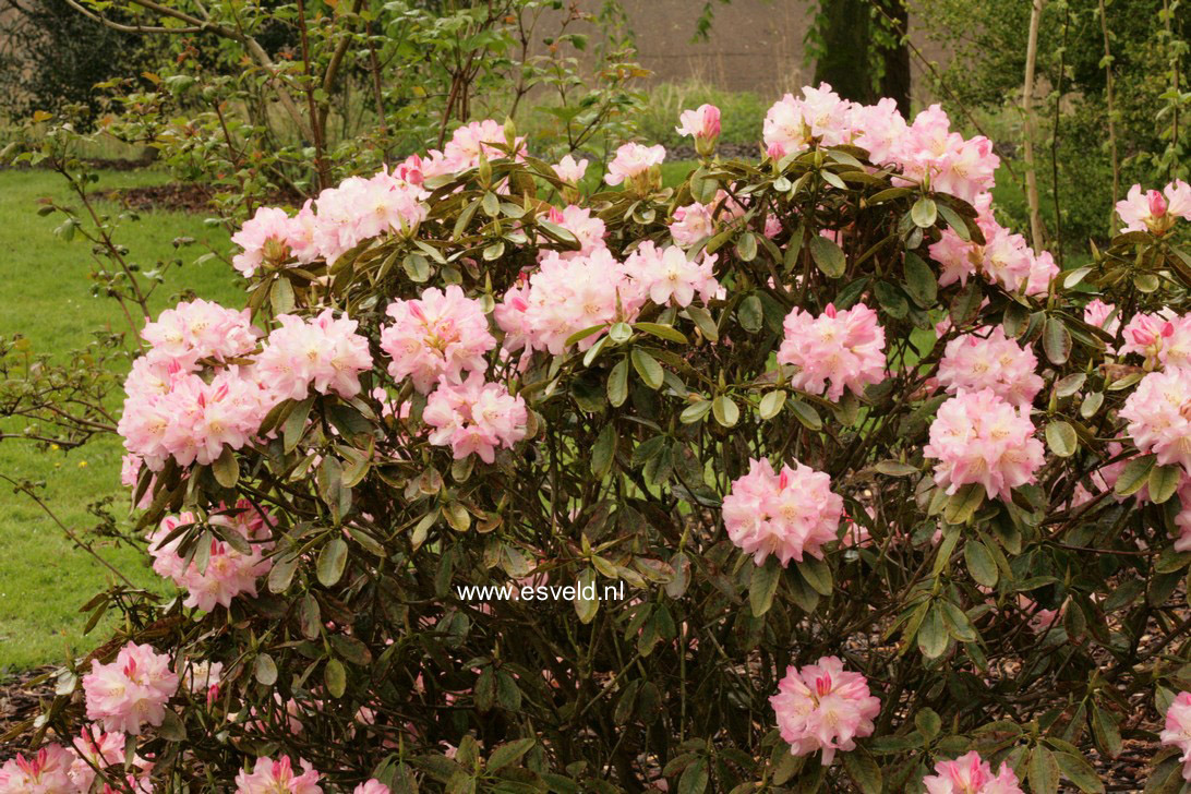 Rhododendron 'Bruce Brechtbill'
