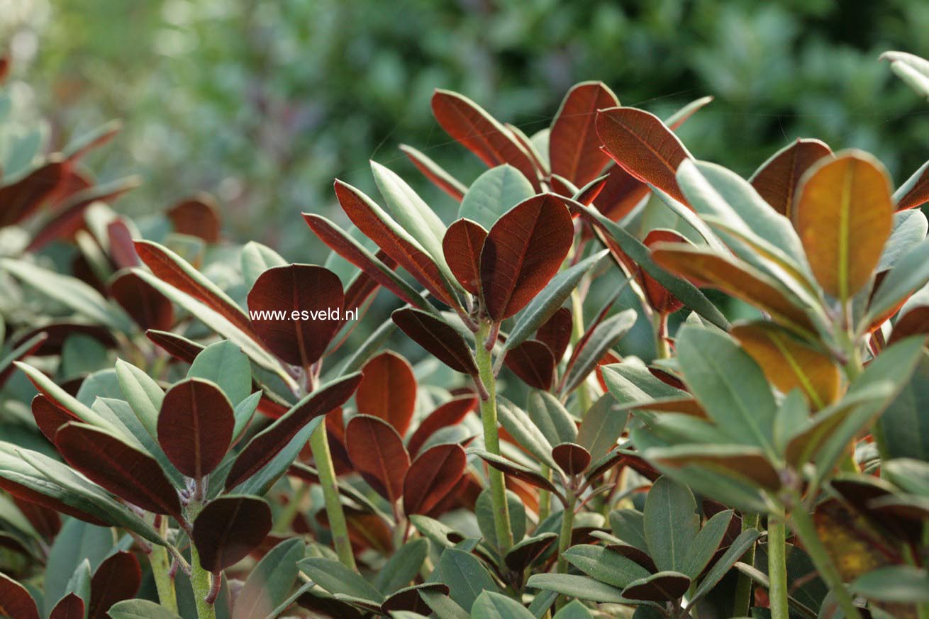 Rhododendron 'Burletta'