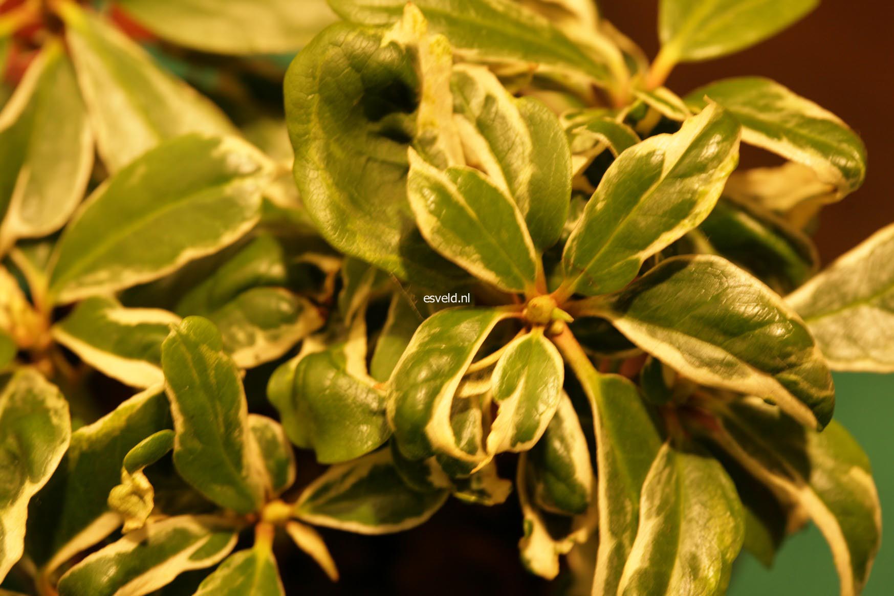 Rhododendron 'Carolina Spring'