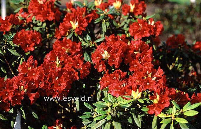 Rhododendron 'China Boy'
