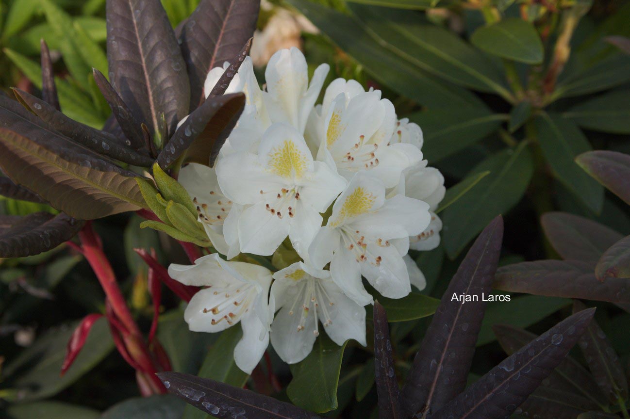 Rhododendron 'Chionoides'