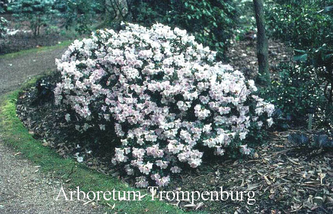Rhododendron 'Cilpinense'