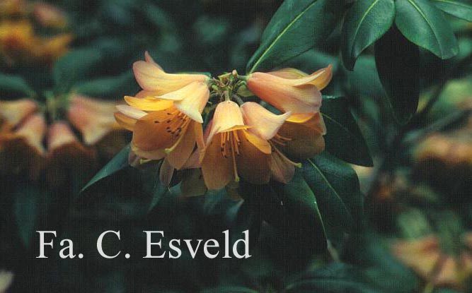 Rhododendron 'Conroy'