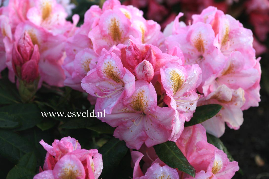 Rhododendron 'Cornwallis'