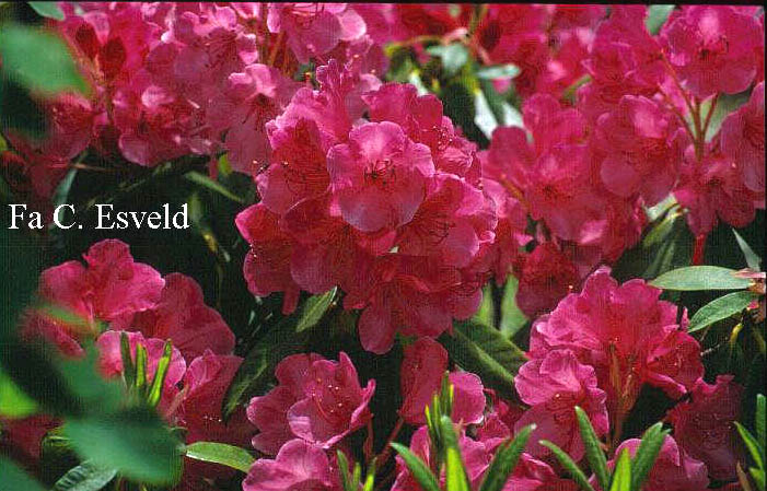 Rhododendron 'Corona'