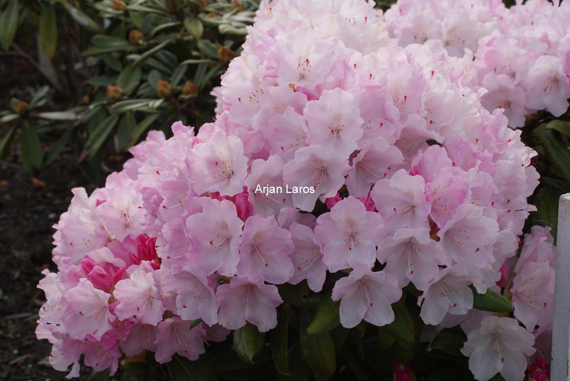 Rhododendron 'Crete'