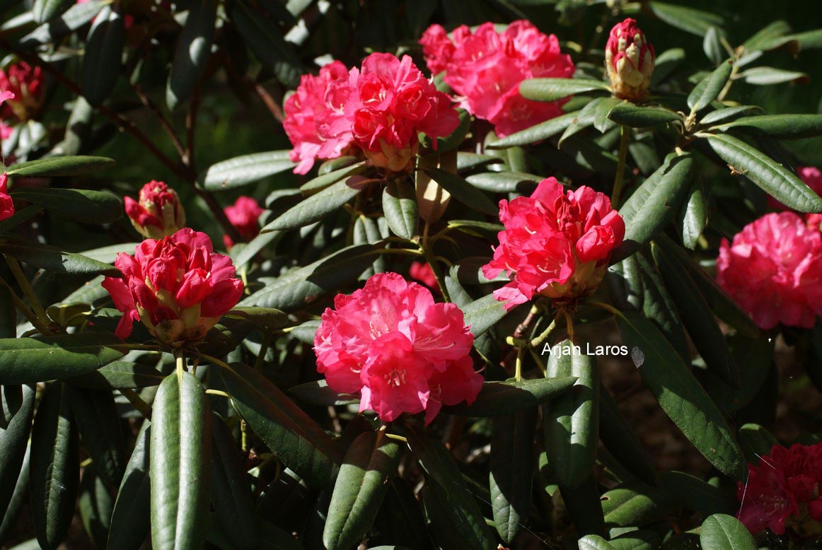 Rhododendron 'Daniela'