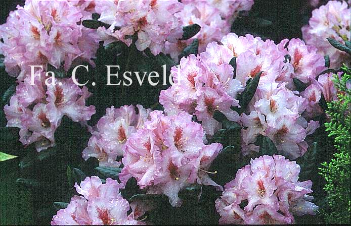 Rhododendron 'Diadem'