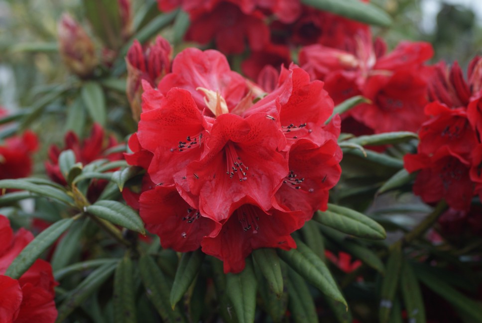 Rhododendron 'Double Winner'