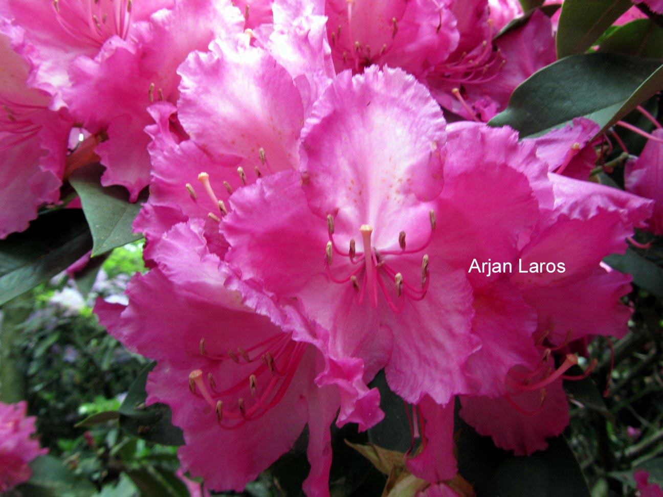 Rhododendron 'Dr. Arnold W. Endtz'