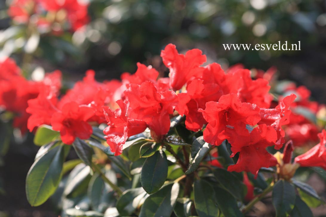 Rhododendron 'Elisabeth Hobbie'