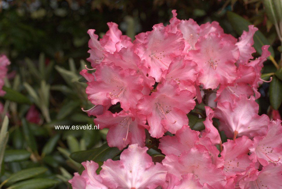 Rhododendron 'Emanuela'