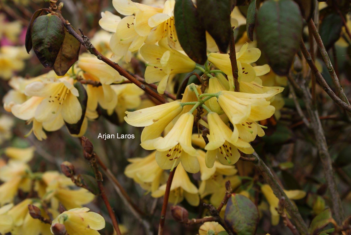 Rhododendron 'Eroica'