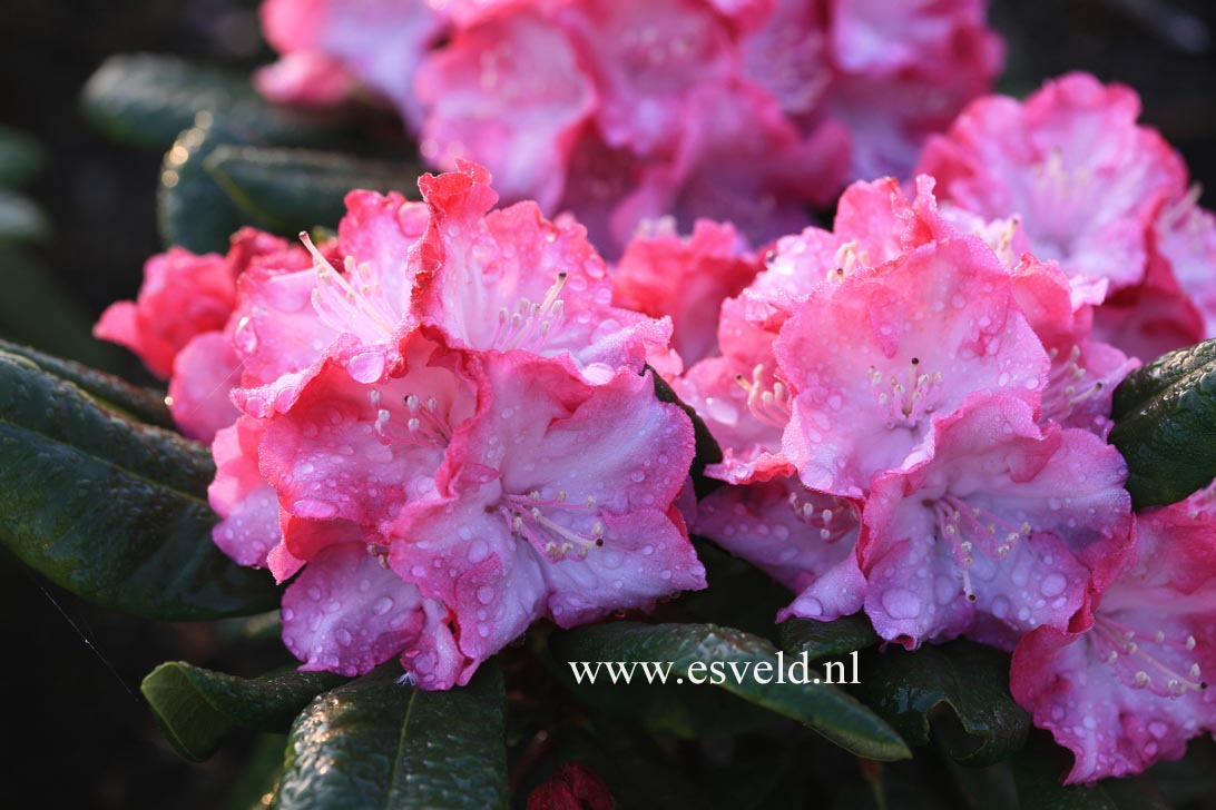 Rhododendron 'Explosion'