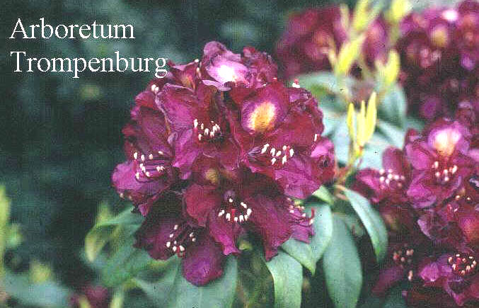 Rhododendron 'Frank Galsworthy'