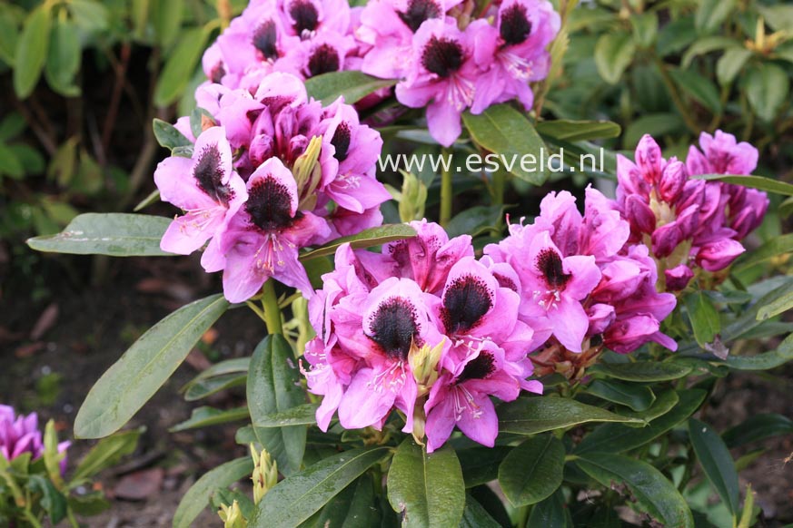 Rhododendron 'Friday'