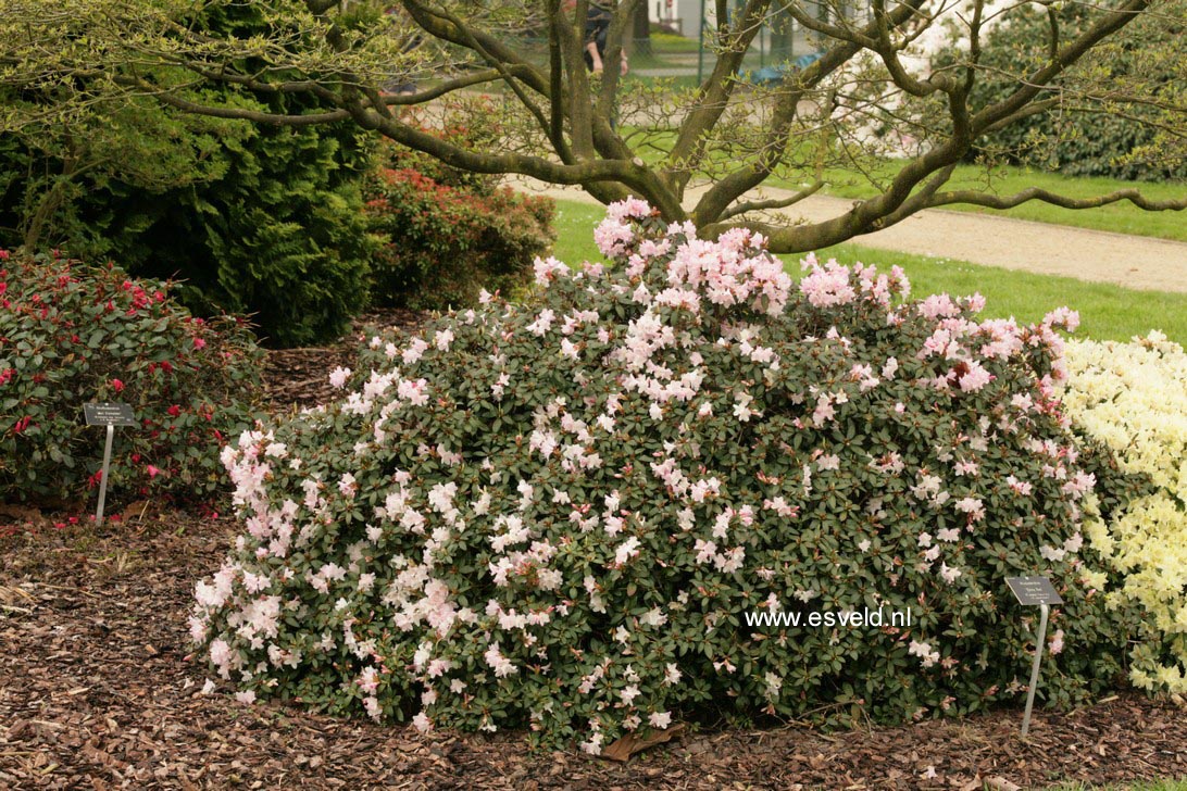 Rhododendron 'Ginny Gee'