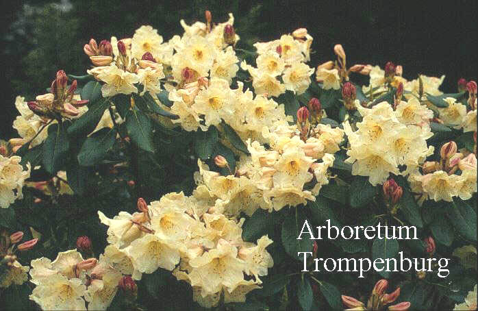 Rhododendron 'Gladys Rose'