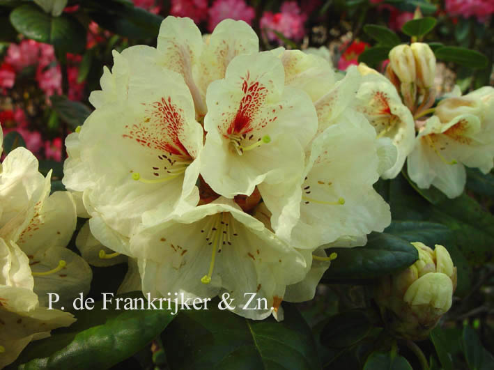 Rhododendron 'Goldbukett'