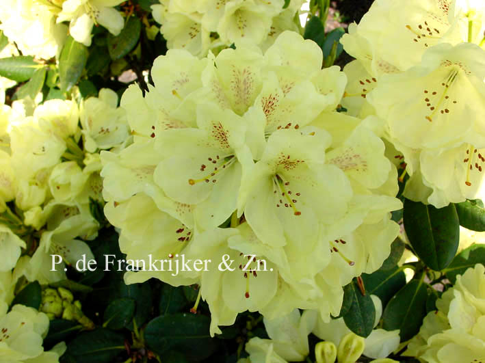 Rhododendron 'Goldkrone'