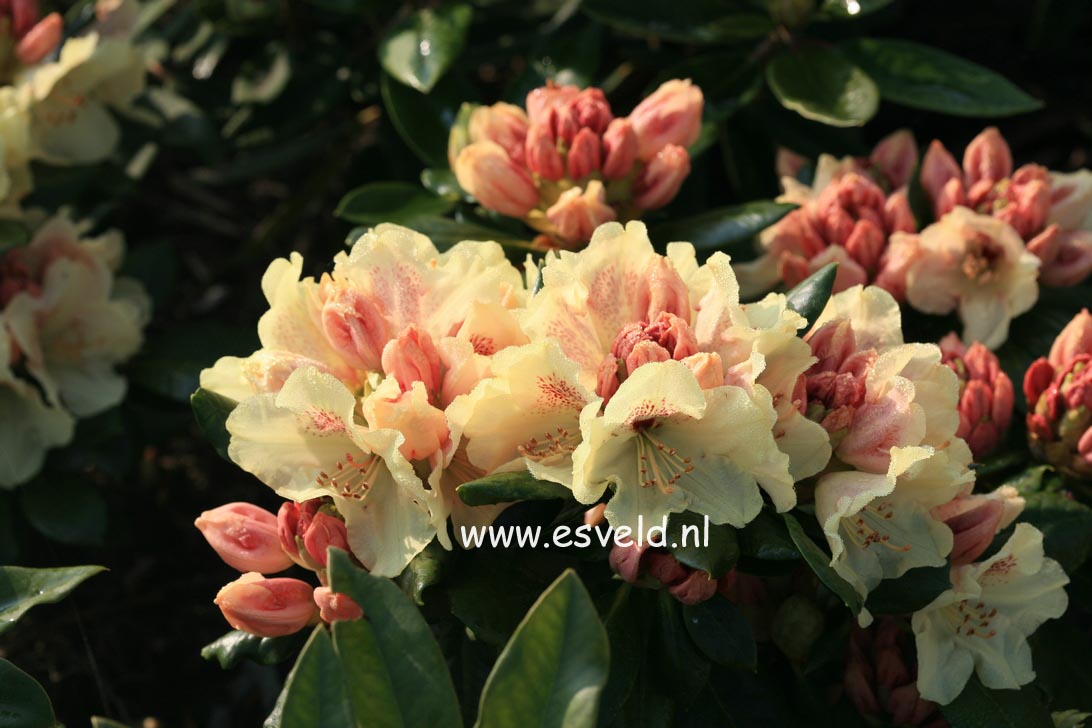 Rhododendron 'Goldprinz' (GOLDSCHATZ)