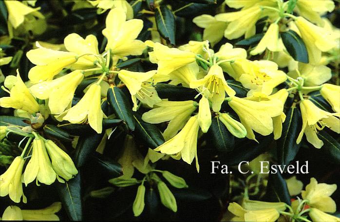 Rhododendron 'Goldstrike'