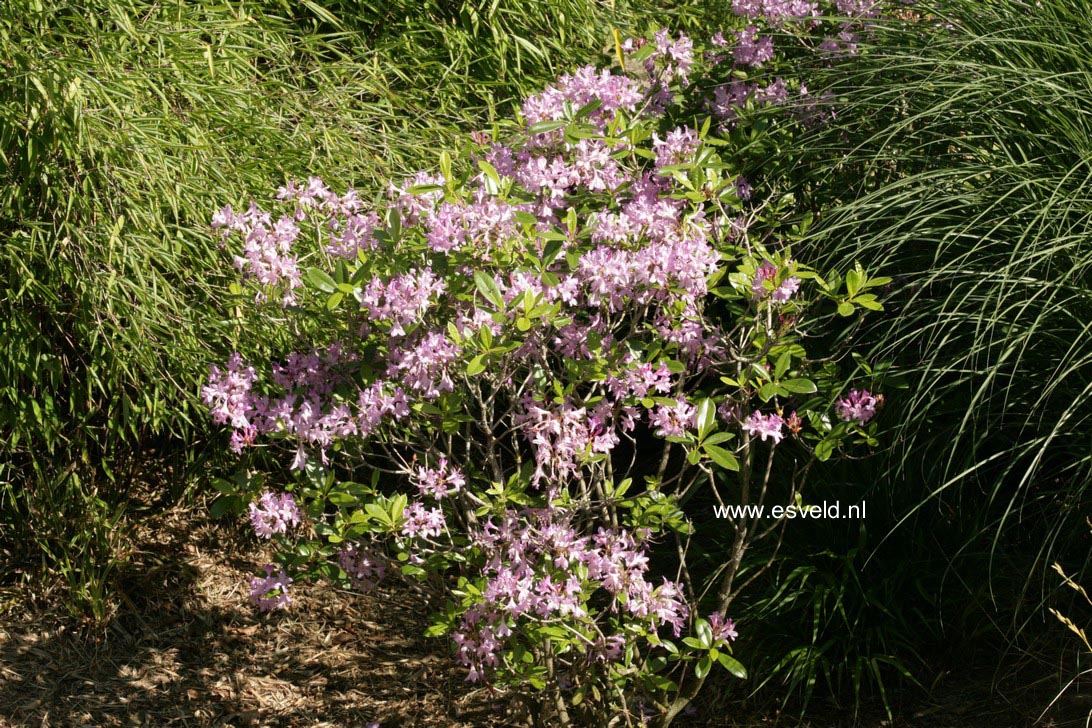 Rhododendron 'Gowenianum'