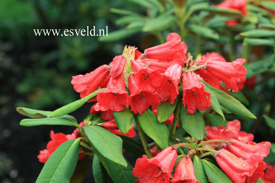 Rhododendron 'Grosclaude'