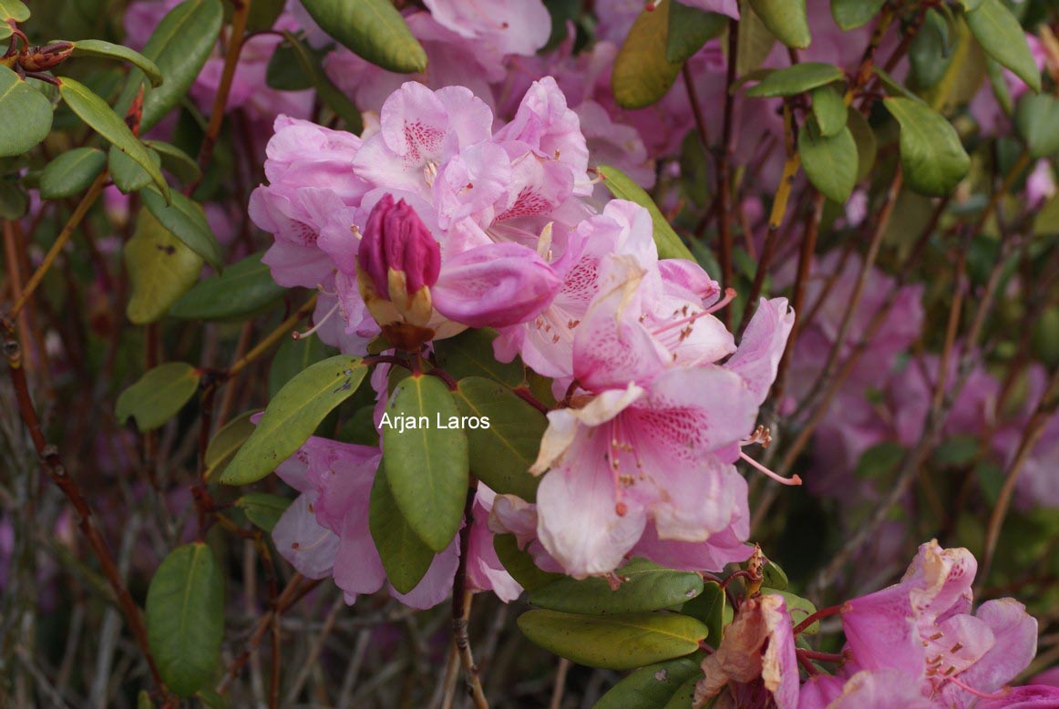 Rhododendron 'Gustav Luettge'