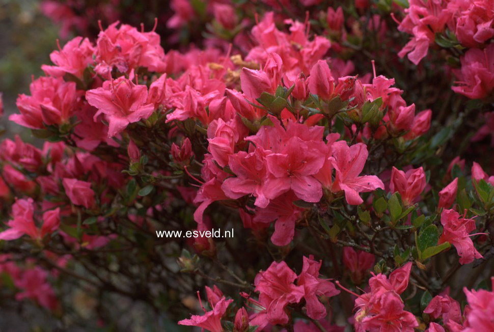 Rhododendron 'Hachdrapa' (DRAPA)
