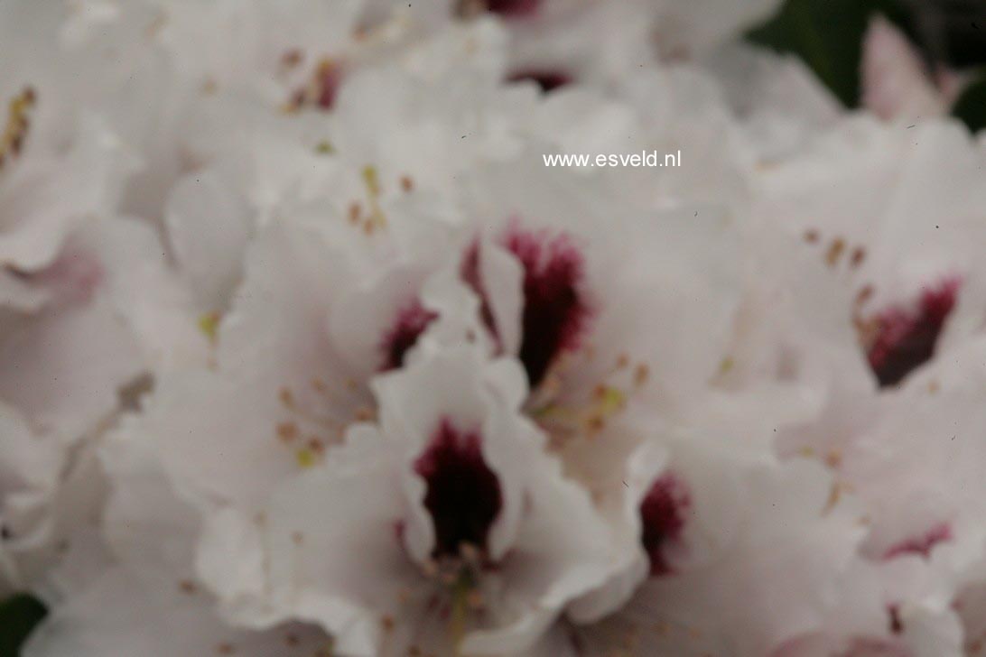 Rhododendron 'Hachmann's Picobello'