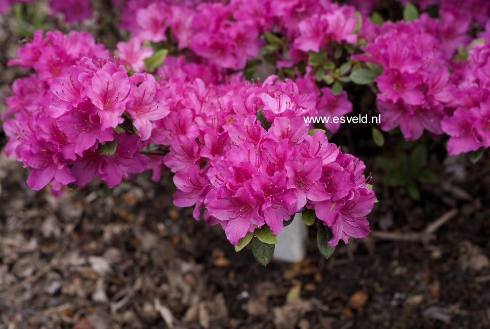 Rhododendron 'Hachmann's Violetta'