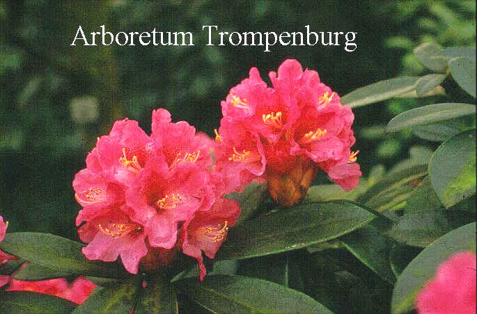 Rhododendron 'Handsworth Scarlet'
