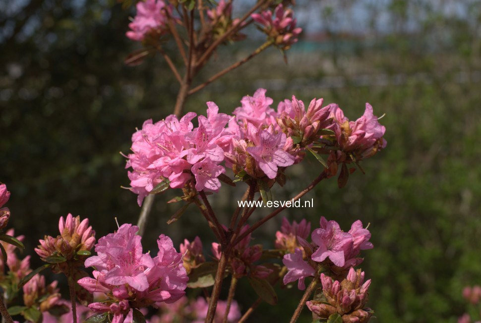 Rhododendron 'Hardijzer Beauty'