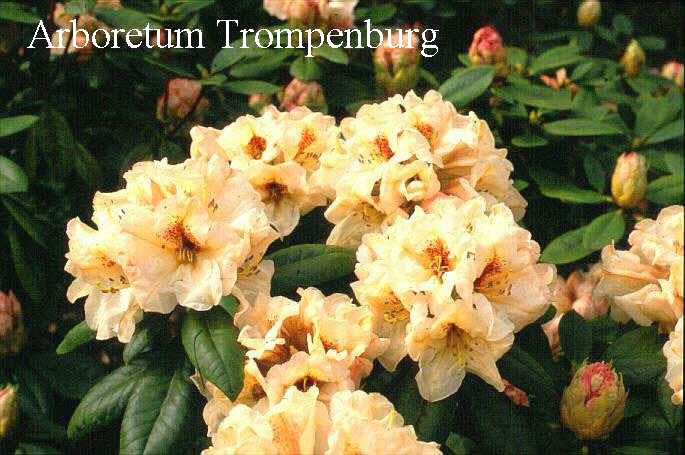 Rhododendron 'Harvest Moon'
