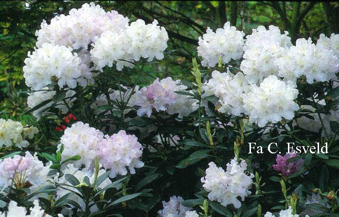 Rhododendron 'Hoppy'