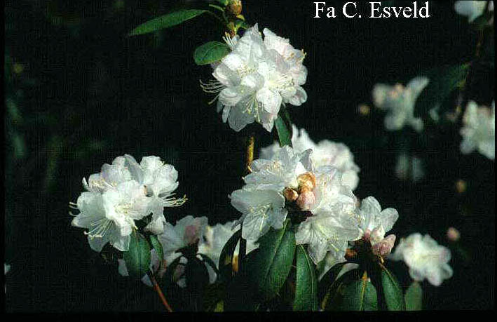 Rhododendron 'Hudson Bay'