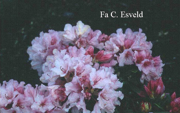 Rhododendron 'Hydon Dawn'