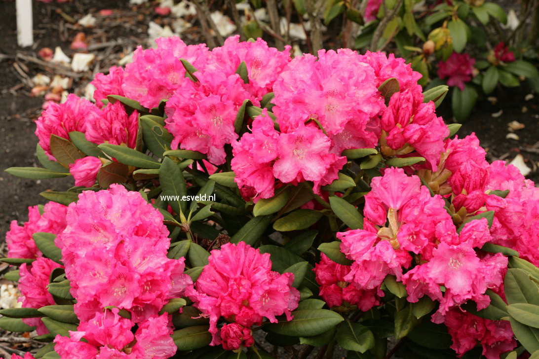 Rhododendron 'Isadora'